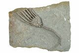 Fossil Crinoid (Macrocrinus) - Crawfordsville, Indiana #291800-1